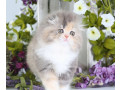 sunt-disponibile-pisoi-persani-imblanziti-small-0