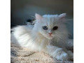 pisicuta-persana-adorabila-de-vanzare-small-0