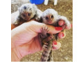 marmoset-de-vanzare-small-0