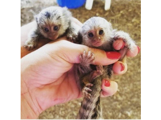 MARMOSET DE VANZARE