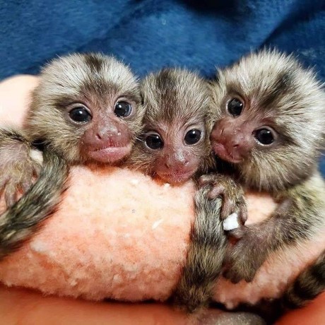 marmoset-de-vanzare-big-1