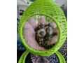 marmoset-de-vanzare-small-3