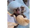 marmoset-de-vanzare-small-1