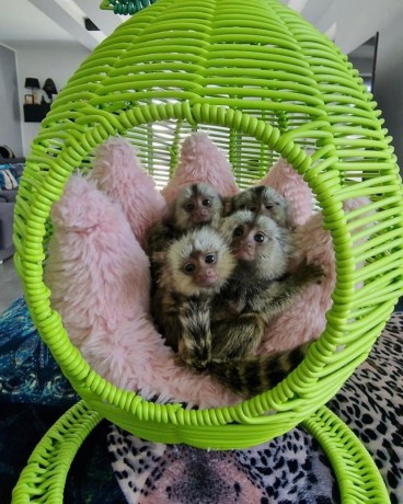 marmoset-de-vanzare-big-3
