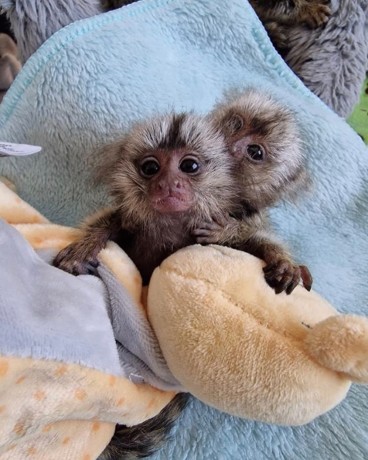 marmoset-de-vanzare-big-1
