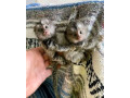 draguta-maimuta-marmoset-pentru-o-familie-buna-small-3