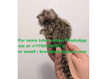 draguta-maimuta-marmoset-pentru-o-familie-buna-small-0