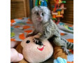 draguta-maimuta-marmoset-pentru-o-familie-buna-small-2