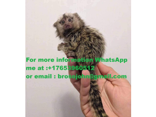Drăguță maimuță Marmoset pentru o familie bună