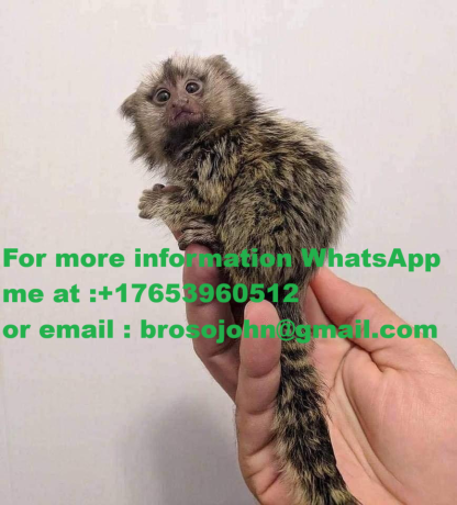 draguta-maimuta-marmoset-pentru-o-familie-buna-big-0