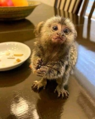 draguta-maimuta-marmoset-pentru-o-familie-buna-big-1