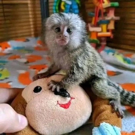 draguta-maimuta-marmoset-pentru-o-familie-buna-big-2