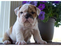 catelusi-de-buldog-englez-pentru-o-mama-buna-small-1
