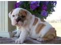 catelusi-de-buldog-englez-pentru-o-mama-buna-small-0