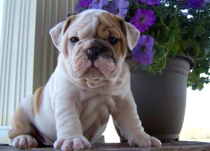 catelusi-de-buldog-englez-pentru-o-mama-buna-big-1