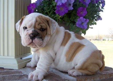 catelusi-de-buldog-englez-pentru-o-mama-buna-big-0