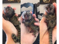 marmoset-de-vanzare-small-1