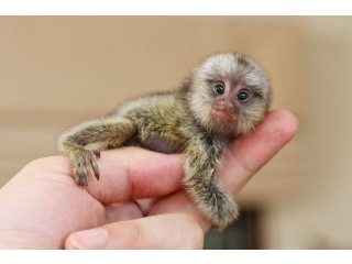 MARMOSET DE VANZARE
