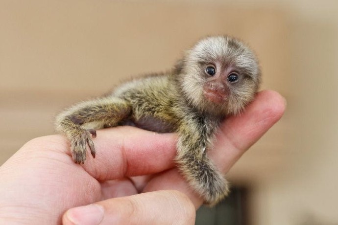 marmoset-de-vanzare-big-0