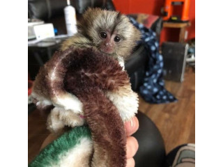 Pui de maimuță marmoset de vânzare