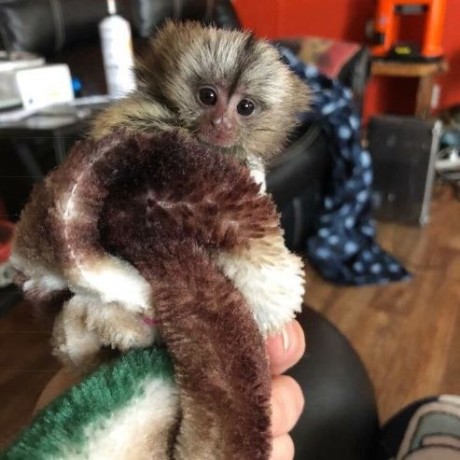 pui-de-maimuta-marmoset-de-vanzare-big-0