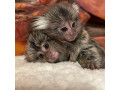 maimute-marmoset-disponibile-small-0