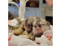 maimute-marmoset-disponibile-small-3