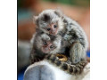 maimute-marmoset-disponibile-small-1