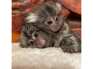 Maimuțe marmoset disponibile