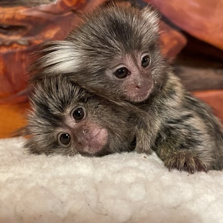 maimute-marmoset-disponibile-big-0