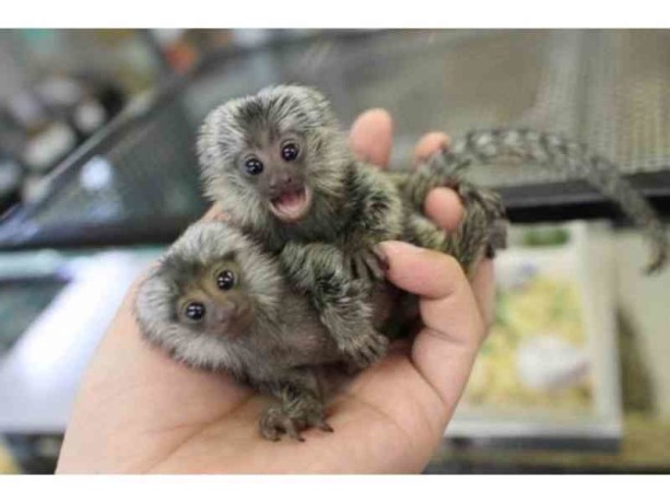 maimute-marmoset-disponibile-big-2