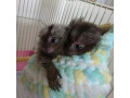 maimuta-marmoset-sanatoasa-de-vanzare-small-0