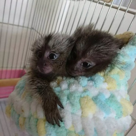 maimuta-marmoset-sanatoasa-de-vanzare-big-0
