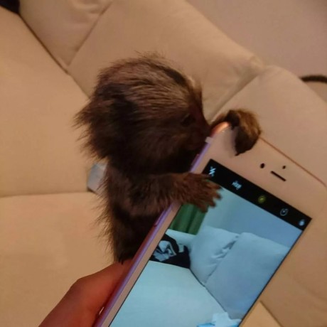 maimute-marmoset-superbe-disponibile-big-0