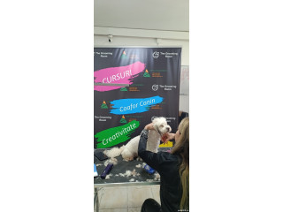 Curs coafor canin