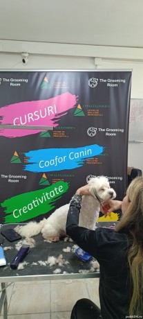 curs-coafor-canin-big-0