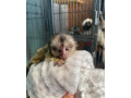maimuta-pigmee-de-vanzare-small-0
