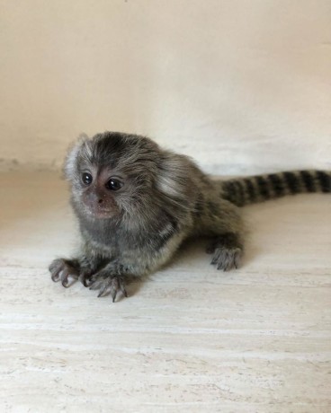 pui-de-maimuta-marmoset-gata-pentru-o-casa-noua-big-0