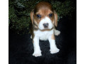 catei-beagle-draguti-pentru-o-casa-buna-small-0