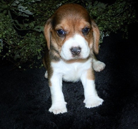 catei-beagle-draguti-pentru-o-casa-buna-big-0