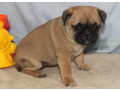 catei-pug-minunati-pentru-o-mama-buna-small-0