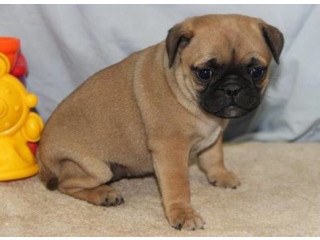 Căței pug minunați pentru o mamă bună