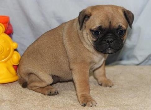 catei-pug-minunati-pentru-o-mama-buna-big-0