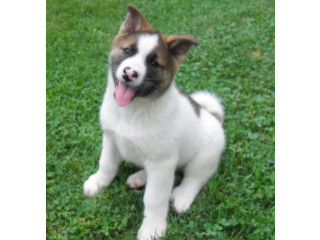 Căței Akita pentru o familie bună