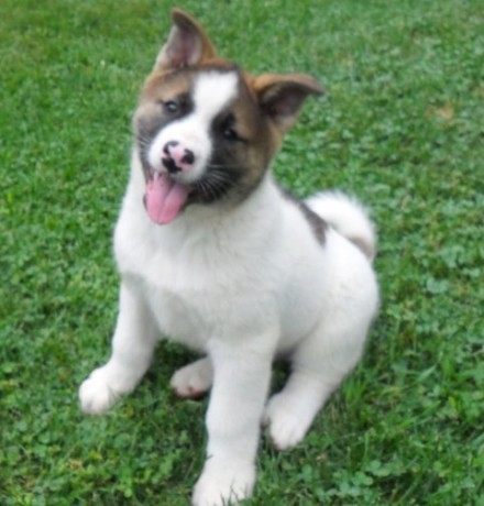 catei-akita-pentru-o-familie-buna-big-0