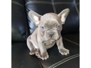 Pui de buldog francez albastru de adoptat