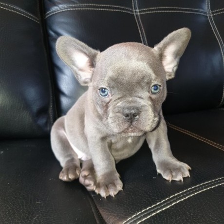 pui-de-buldog-francez-albastru-de-adoptat-big-0