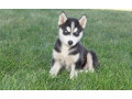 catei-de-husky-siberian-pentru-o-casa-buna-small-0