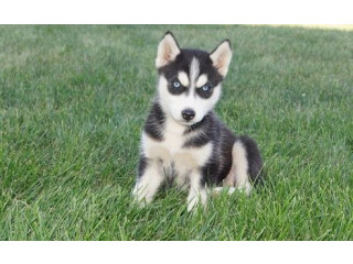 Căței de husky siberian pentru o casă bună