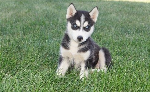 catei-de-husky-siberian-pentru-o-casa-buna-big-0